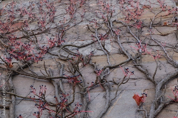 Obraz wilder Wein, Hausfassade, 