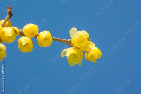 Fototapeta ロウバイ