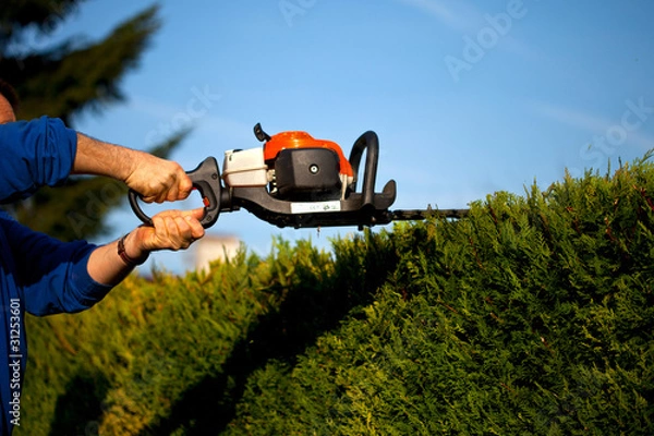 Obraz ściąć żywopłot