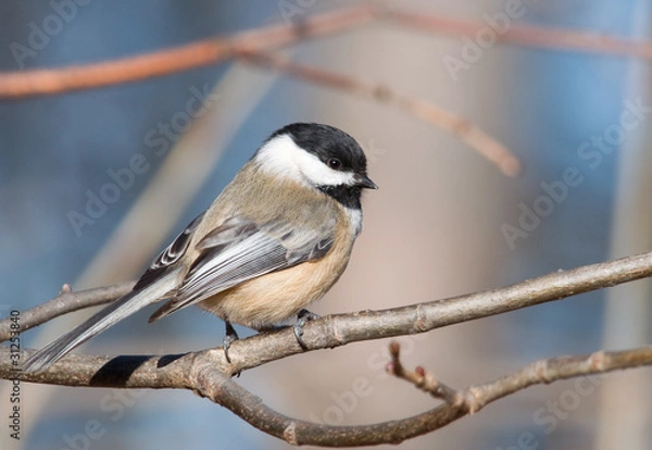 Obraz Black-capped Chickadee