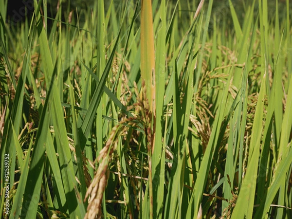 Obraz White, green, with golden ears