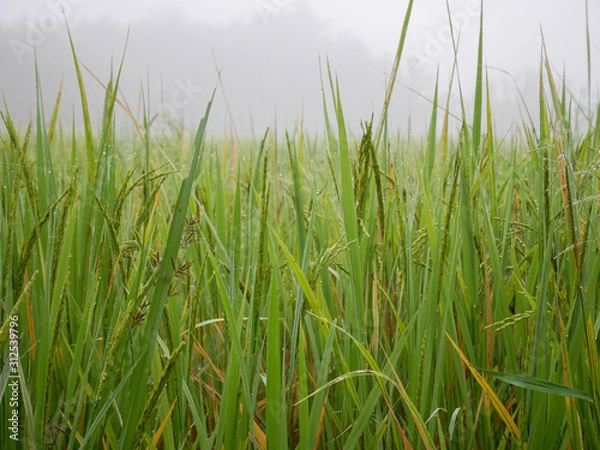 Obraz Fresh green rice fields