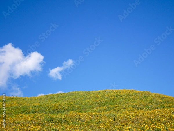 Fototapeta field and blue sky.Thung Bua Thong Tong, Khun Yuam District, Mae Hong Son Province, Thailand