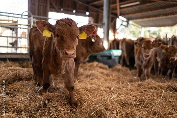 Fototapeta Kälbchen im Stroh schaut in die Kamera