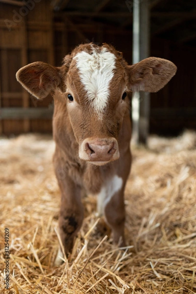 Fototapeta Kälbchen im Stroh schaut in die Kamera