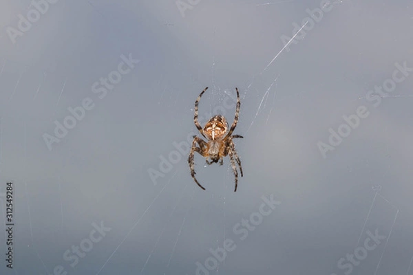 Fototapeta Braune Spinne im Netz