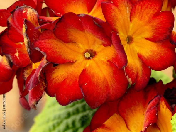 Fototapeta Red flowers