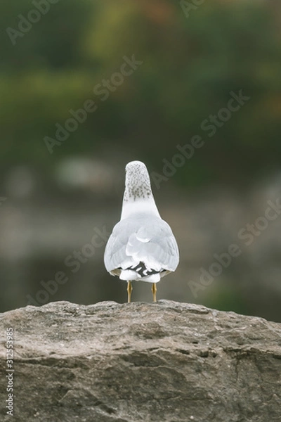 Fototapeta Seagul from the back on a rock at the Niagra falls on the Canadian side
