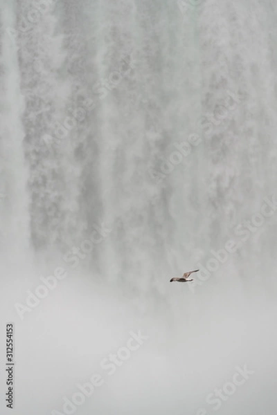 Fototapeta Seagull in front of the Niagara waterfall taken from the Canadian side