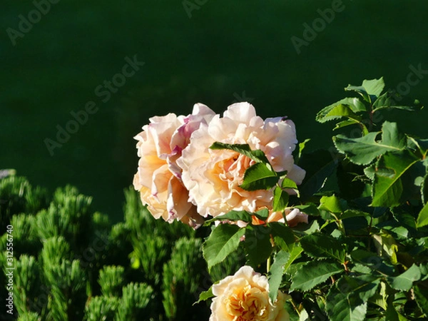 Obraz Pink flowers on a meadow