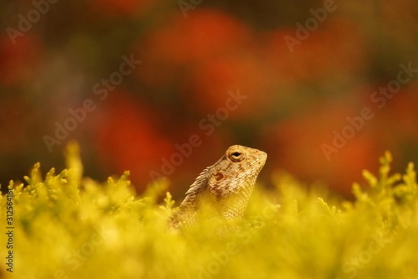 Fototapeta Lizard on a tree