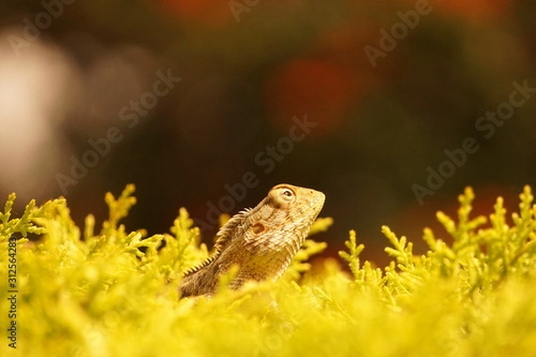 Fototapeta Lizard on a tree