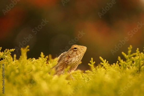 Fototapeta Lizard on a tree