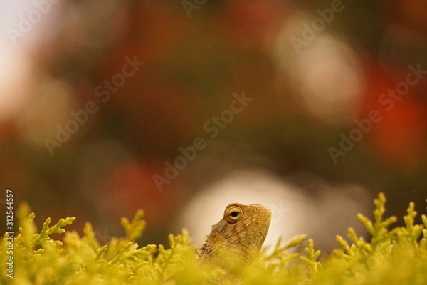 Fototapeta Lizard on a tree