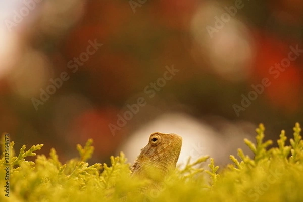 Fototapeta Lizard on a tree