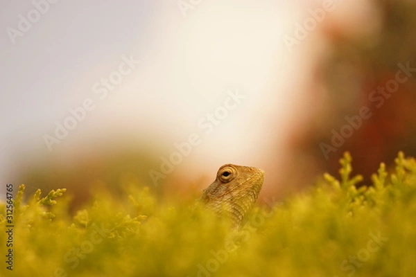 Fototapeta Lizard on a tree
