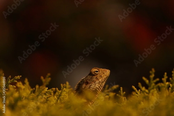 Fototapeta Lizard on a tree