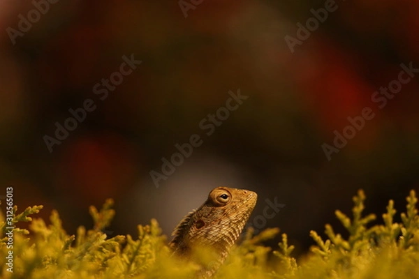 Fototapeta Lizard on a tree
