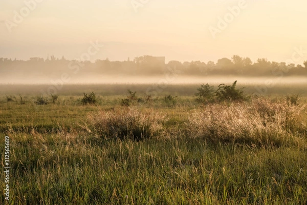 Fototapeta Dawn in a wild field. Beautiful landscape on sunrise