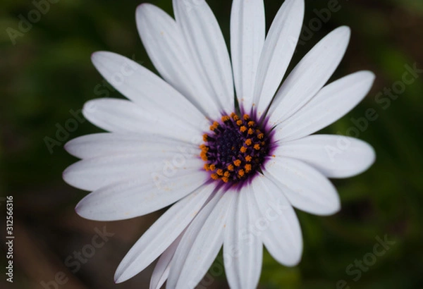 Obraz White Daisy