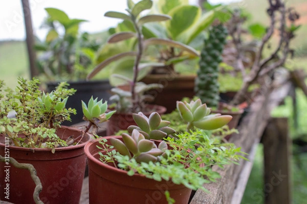 Fototapeta Little garden inside a greenhouse full of cactus, plants and succulents
