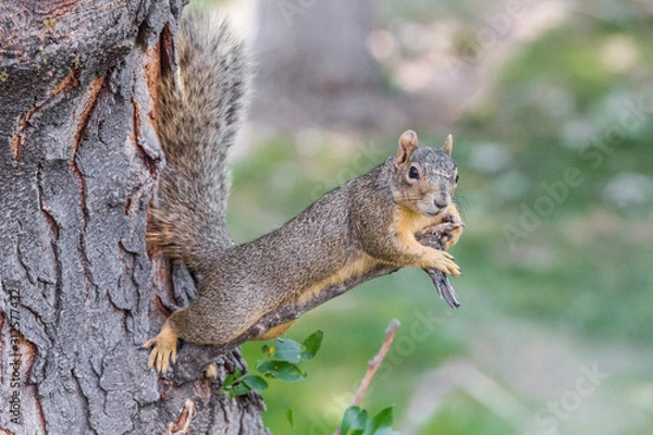 Fototapeta red squirrel on a tree