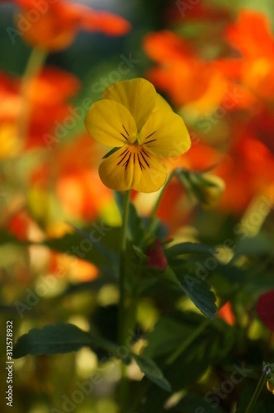 Obraz Yellow pansy
