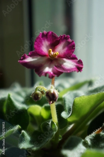 Obraz African shimmer