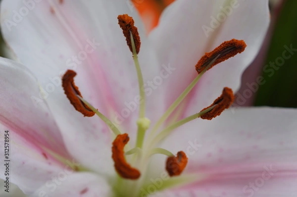 Obraz Inner world lilly