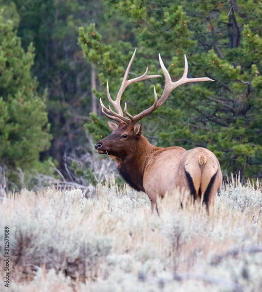 Fototapeta BULL ELK IN SAGEBRUSH MEADOW STOCK IMAGE