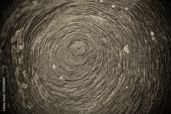 Fototapeta tree rings