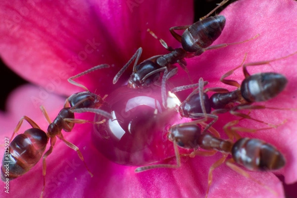 Fototapeta ants eating a blob of honey
