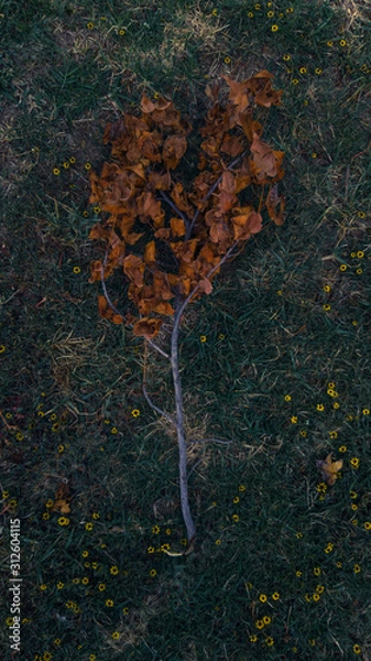 Obraz hojas de otoño 2