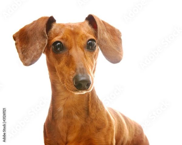 Fototapeta dachshund