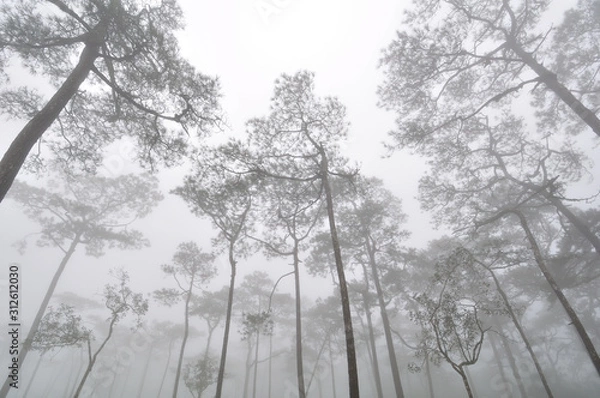 Obraz Pine forest cover with mist