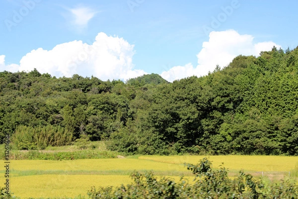 Obraz 夏の田園風景