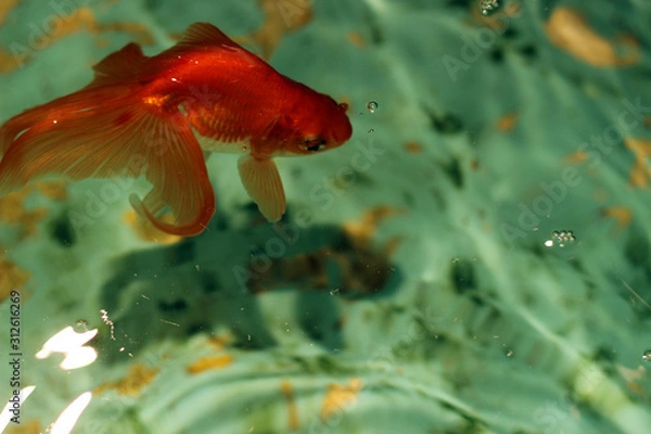 Obraz 緑色のタイルの水槽で泳ぐ赤色の金魚