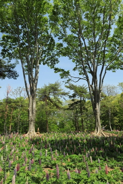 Obraz 森の中のルビナスの花畑