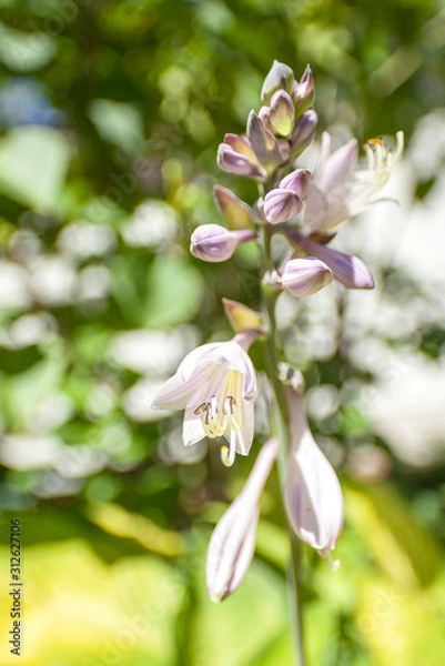 Obraz Hosta Flower