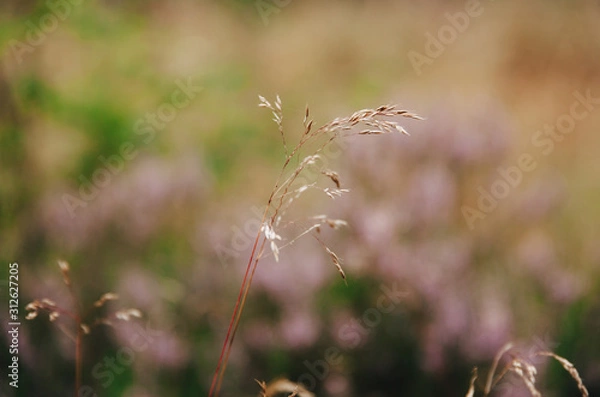 Obraz grass closeup