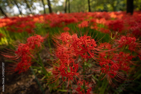 Fototapeta 彼岸花の写真