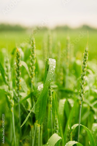 Obraz wheat with water drops