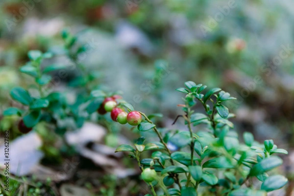 Obraz Lingonberry Finland