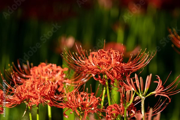 Fototapeta 彼岸花の写真