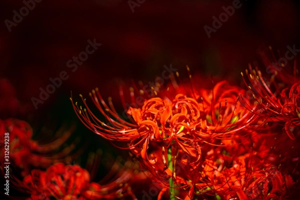 Obraz 彼岸花の写真