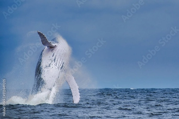 Fototapeta Leaping Whale