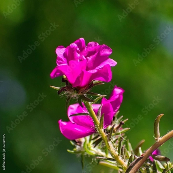 Fototapeta Pretty Pink