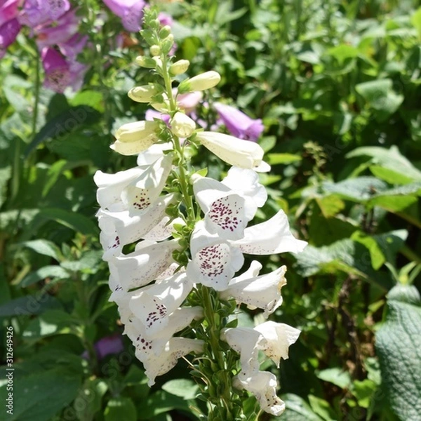 Fototapeta White Bells