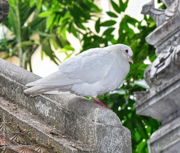 Fototapeta White Dove