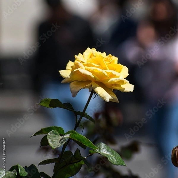 Fototapeta Yellow Rose